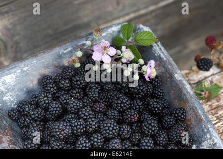 fresh wild blackberries in blue ceramic dish on rustic wood bench outdoors Stock Photo