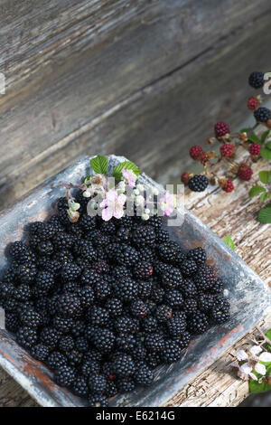 Fresh wild blackberries in blue ceramic dish on rustic wood bench outdoors Stock Photo