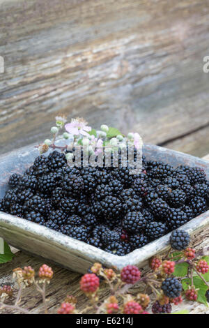 fresh wild blackberries in blue ceramic dish on rustic wood bench outdoors Stock Photo