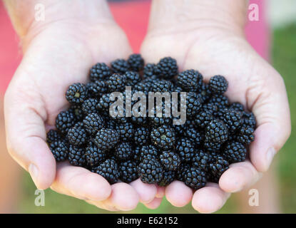 freshly picked wild blackberries held in the hand, with red shorts background Stock Photo