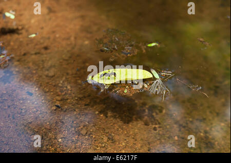 Leaf cutter ant trapped on a leaf floating in a pond