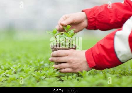 A horticultural worker tends a tomato seedling in a commercial growing greenhouse in the East of England Stock Photo