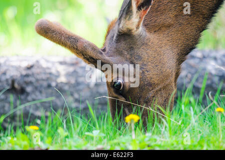 Wild Elk with velvet covered antlers feeding on grass in a mountain campground, Jasper National Park Alberta Canada Stock Photo