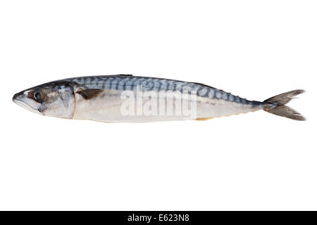 Mackerel fish Stock Photo
