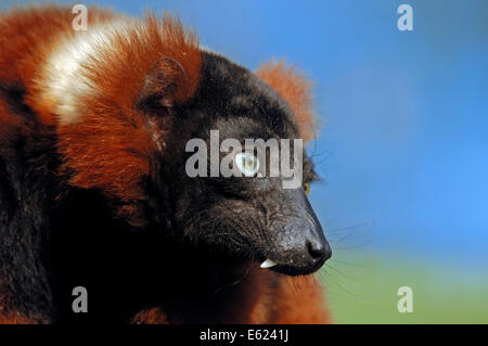 Red Ruffed Lemur (Varecia variegata rubra, Varecia variegata ruber) Stock Photo