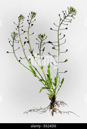 Shepherd's Purse (Capsella bursa-pastoris), illustration Stock Photo