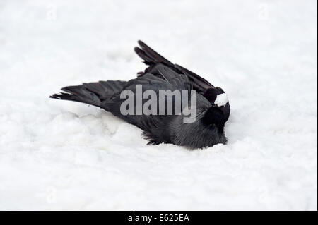 Dead Western Jackdaw in snow (Corvus monedula, Coloeus monedula), Eurasian Jackdaw, European Jackdaw Stock Photo