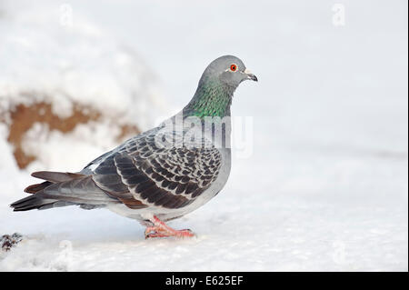 Feral Domestic Pigeon (Columba livia domestica) in snow, North Rhine-Westphalia, Germany Stock Photo