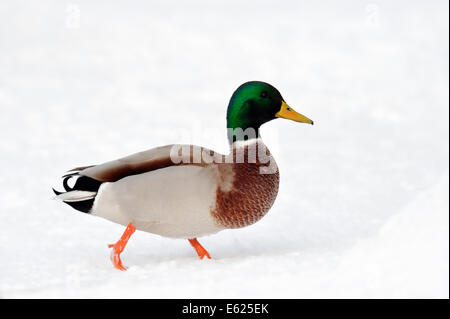 Mallard (Anas platyrhynchos), male in winter, North Rhine-Westphalia, Germany Stock Photo