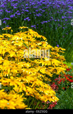 Colorful flower bed of annual flowers, Rudbeckia hirta ' Prairie Sun ', Salvia Stock Photo