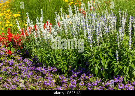 Colorful flower bed of annual flowers, Salvia farinacea Scaevola, Beautiful garden flowers bedding plants border Stock Photo