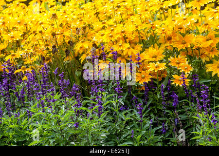 A colorful flower bed of annual flowers, garden border, Rudbeckia Prairie Sun Salvia Stock Photo
