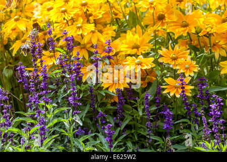Colorful flower bed of annual flowers, Rudbeckia hirta ' Prairie Sun ', Salvia bedding Stock Photo