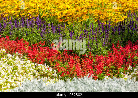 Colorful flower bed of annual flowers, Rudbeckia hirta ' Prairie Sun ', Salvia splendens bedding plants Stock Photo