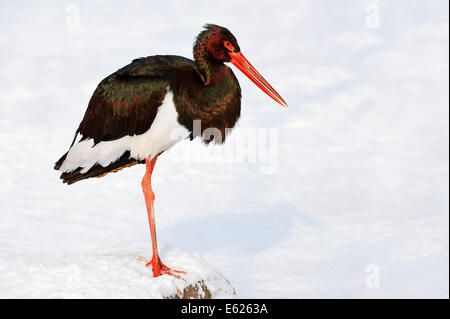 Black Stork (Ciconia nigra) in winter Stock Photo