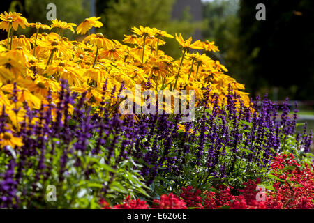 Colorful flower bed of annual flowers, Garden border, Rudbeckia Prairie Sun Salvia blue yellow mixed flowers Stock Photo