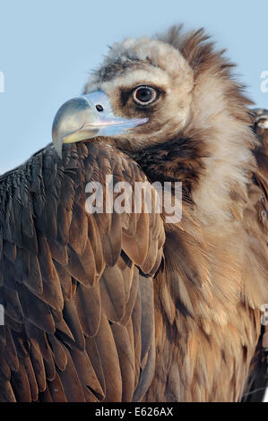 Cinereous Vulture, Monk Vulture or Eurasian Black Vulture (Aegypius monachus) Stock Photo