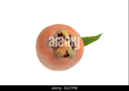 Medlar (Mespilus germanica), fruit Stock Photo