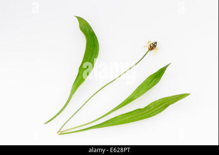 English Plantain, Narrow Leaf Plantain or Ribwort Plantain (Plantago lanceolata), blossom and leaves