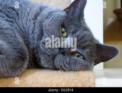 Devon, England. August 2014. A mature male British Blue cat lounges at on the bottom of a flight of stairs. Stock Photo
