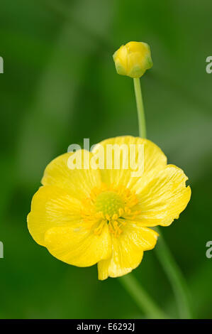 Greater Spearwort, Water Buttercup, Giant Spearwort or Great Spearwort (Ranunculus lingua), North Rhine-Westphalia, Germany Stock Photo
