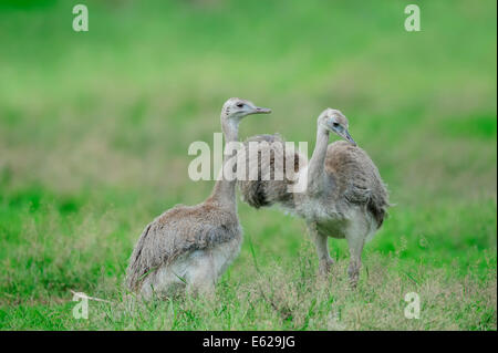 American Rhea, Greater Rhea or Common Rhea (Rhea americana) Stock Photo