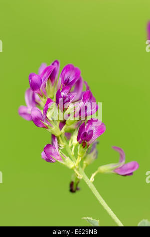 Alfalfa or Lucerne (Medicago sativa), North Rhine-Westphalia, Germany Stock Photo