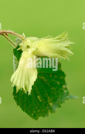 Hazel or Hazelnut (Corylus avellana), North Rhine-Westphalia, Germany Stock Photo