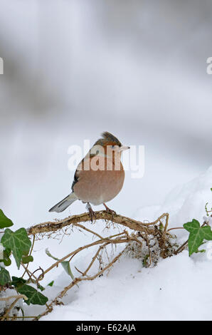 Chaffinch Fringilla coelebs in snow Norfolk winter