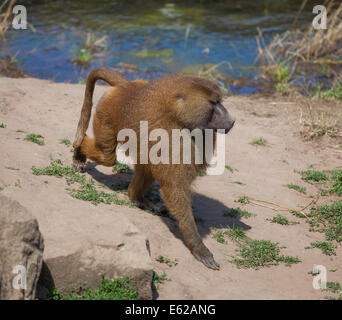 Baboon basking in the sun Stock Photo