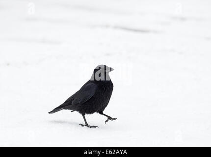 Carrion Crow Corvus corone walking on snow Switzerland Stock Photo