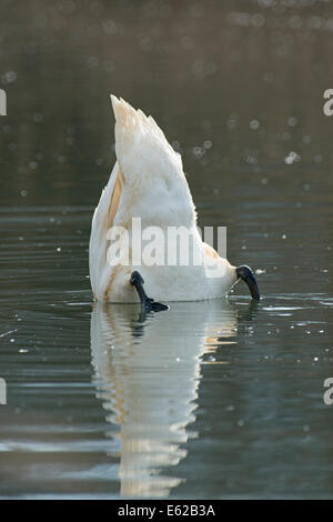 Mute Swan Cygnus olor Lake Geneva Switzerland Stock Photo
