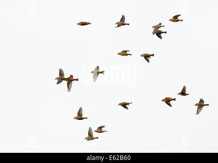 Common Crossbills (also known as Red Crossbill) Loxia curvirostra Holt Norfolk Stock Photo