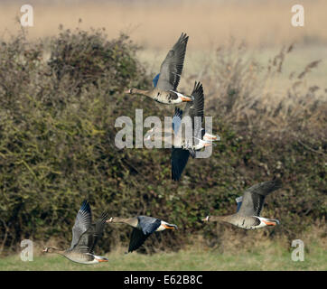 Greater white-fronted Geese Anser albifrons Holkham Norfolk winter Stock Photo