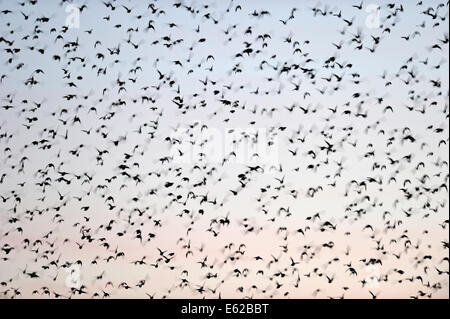 Starlings Sturnus vulgarus arriving at roost Strumpshaw Fen RSPB Reserve Norfolk Stock Photo