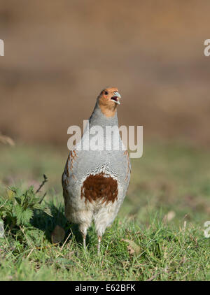 Grey Partridge Perdix perdix North Norfolk February Stock Photo