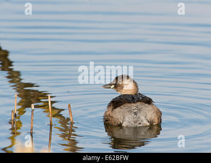 Little Grebe Tachybaptus ruficollis in non breeding plumage Holme NWT Norfolk February Stock Photo