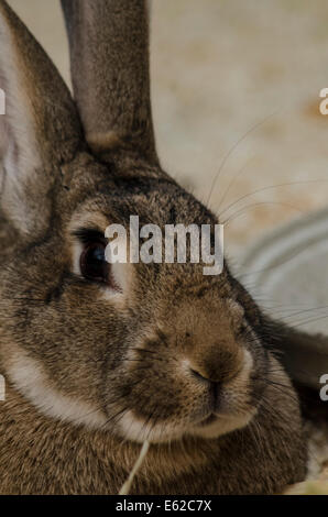 Giant Rabbit headshot Stock Photo