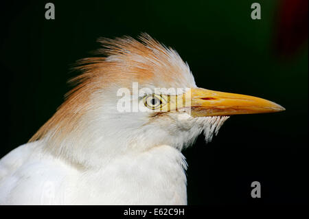 Cattle Egret (Bubulcus ibis), France Stock Photo