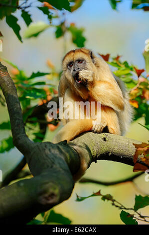 Black Howler Monkey (Alouatta caraya), female Stock Photo