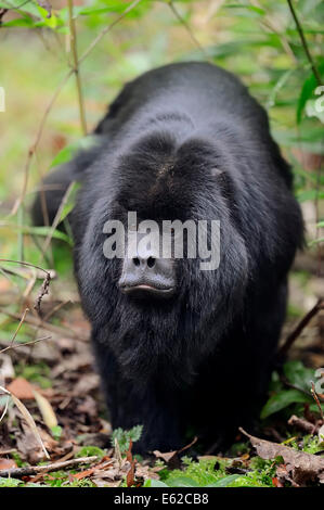 Black Howler Monkey (Alouatta caraya), male Stock Photo