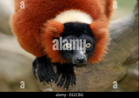 Red Ruffed Lemur (Varecia variegata rubra, Varecia variegata ruber) Stock Photo