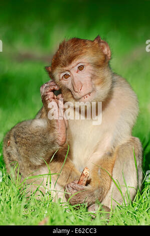 Barbary Macaque, Barbary Ape (Macaca sylvanus, Macaca sylvana), young Stock Photo