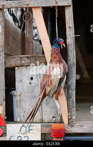 Game Pheasant or Common Pheasant, dead male hung up after hunting (Phasianus colchicus), North Rhine-Westphalia, Germany Stock Photo