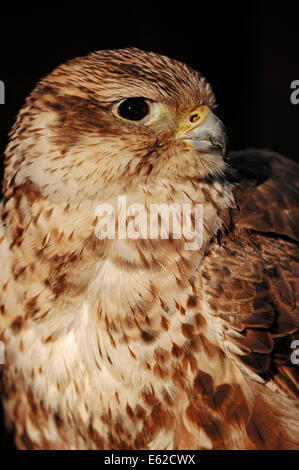 Saker Falcon (Falco cherrug) Stock Photo