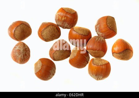 Hazelnut (Corylus avellana) Stock Photo