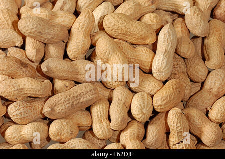 Peanuts or Groundnuts (Arachis hypogaea) Stock Photo