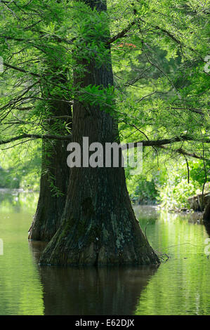 Baldcypress or Swamp Cypress (Taxodium distichum) Stock Photo