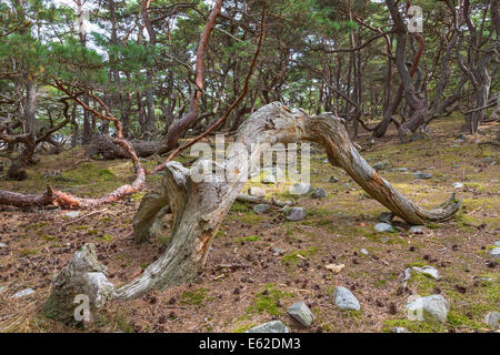 Old gnarled pine trees in a primeval forest Stock Photo