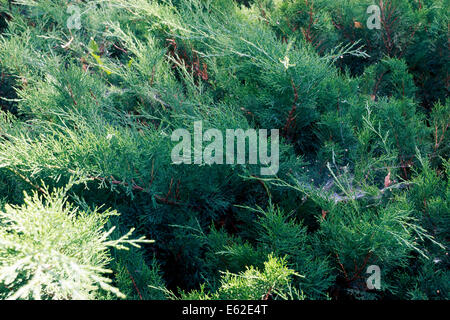 juniper, juniperus virginiana Hetz Stock Photo